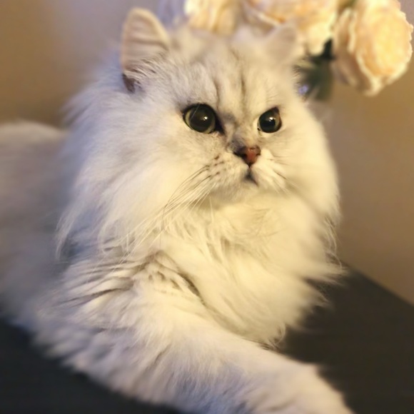 Meet your Posher, Mélyssa - Picture 2 of 2